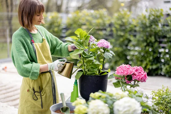 Жінка, поливає гортензії, доглядає за квітами в саду — стокове фото