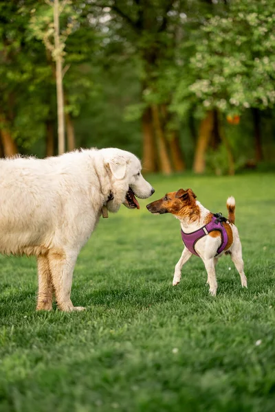 Adorable dogs playing on green meadow — Photo