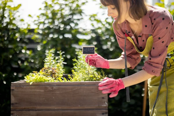 Жінка вирощує гострі трави в домашніх умовах овочевого саду — стокове фото