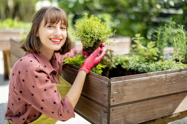 Woman planting spicy herbs at home vegetable garden — Photo
