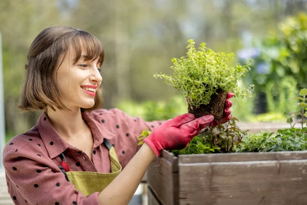 Mulher plantando ervas picantes em casa horta — Fotografia de Stock