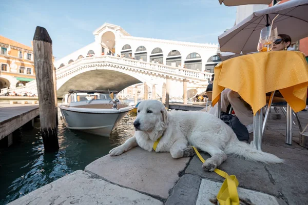 Italian sheepdog lying at outdoor cafe in Venice — Stockfoto