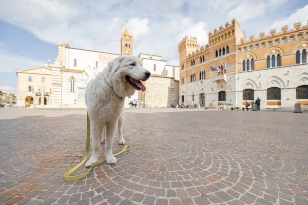 Italian Maremmano abruzzese sheepdog on the central square of Grosseto town in Maremma region — Stock Photo, Image
