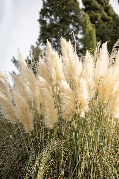 Pampas Herbe Pendant Floraison Concept Herbe Sauvage Dans Décoration Jardin — Photo