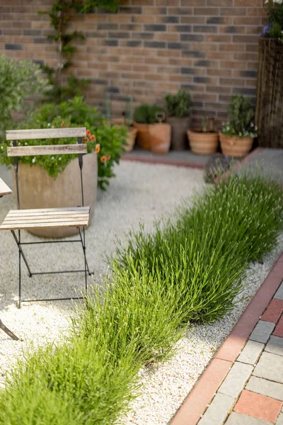 Beautiful Yard Growing Lavender Other Plants Front Countryhouse Royalty Free Stock Images