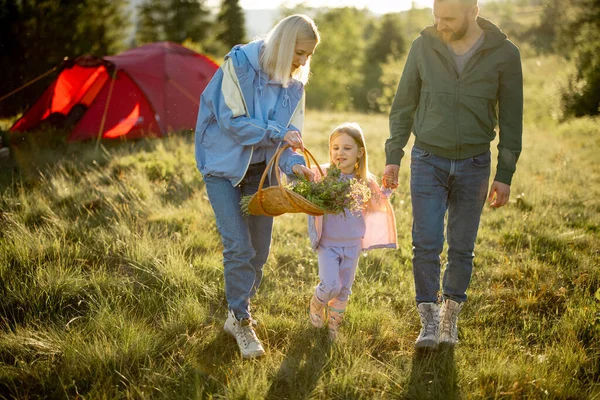 小さな女の子と若い白人のカップルが一緒に歩いて 山の中を旅している間に野生の花を集めます 幸せな家族は自然の中でキャンプ場で夏休みを過ごす — ストック写真