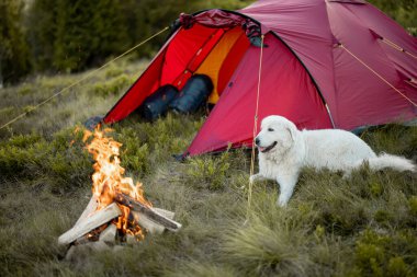 Şöminenin yanındaki mutlu köpek, köpekle birlikte doğada geziyor. Maremma çoban köpeği.