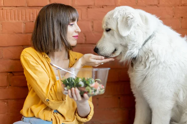 귀여운 개에게 음식을 앉아서 실내에서 건강에 샐러드를 있습니다 보내는 — 스톡 사진