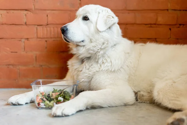 Portrait Cute Adorable White Dog Sitting Salad Bowl Indoors Healthy — Foto de Stock