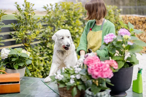 Ung Kvinna Leker Med Sin Vita Hund Medan Hon Tar — Stockfoto