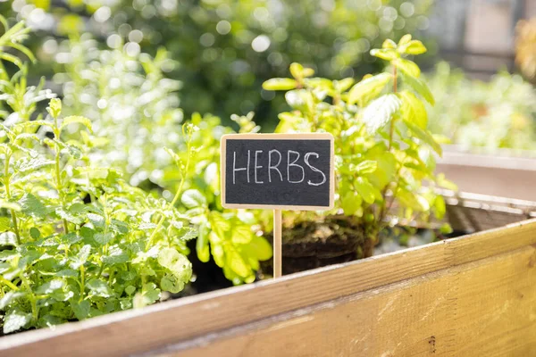 Cultivando Ervas Condimentadas Horta Casa Chapa Madeira Com Inscrição Close — Fotografia de Stock