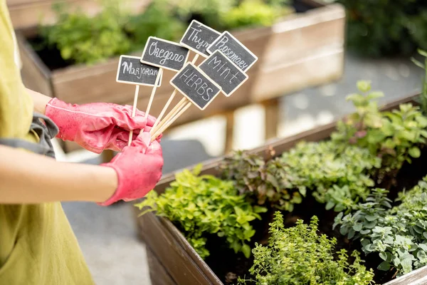 Woman Holding Wooden Plates Inscriptions Plant Names Growing Herbs Background — Stock Photo, Image