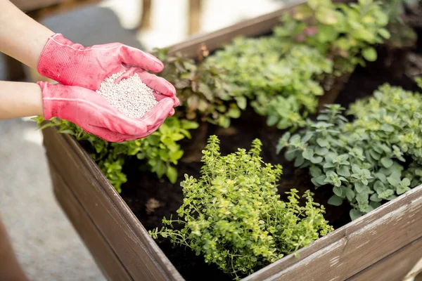 Gardener Holds Hands Mineral Fertilizing Home Garden Close Pink Gloves — Stock Photo, Image