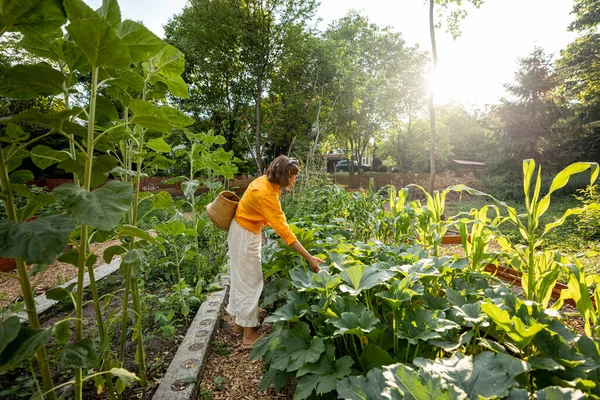 Jardín Verduras Con Mujer Cuidando Las Plantas Cultivo Las Tierras —  Fotos de Stock