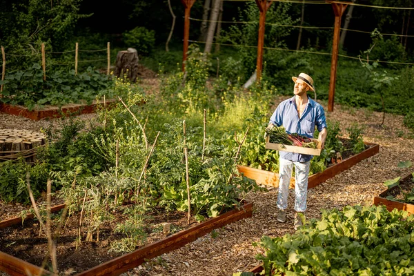 Hombre Camina Con Cosecha Entre Los Lechos Verduras Jardín Del —  Fotos de Stock