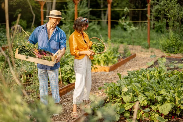 Two cheerful farmers stand together with boxes full of freshly picked vegetables, harvesting at local farmland. Concept of organic food and sustainable lifestyle