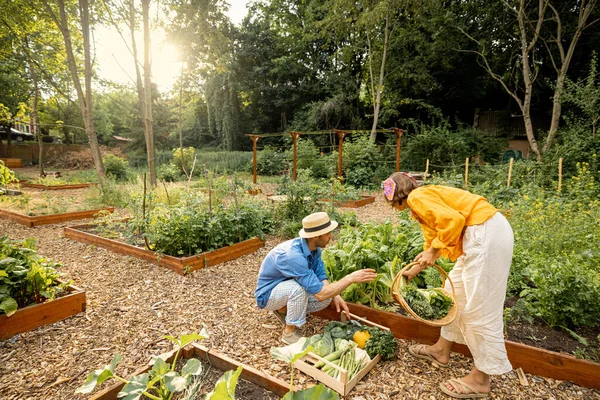 Чоловік Жінка Збирають Свіжий Салат Збираючи Місцеву Зелень Овочі Домашньому — стокове фото