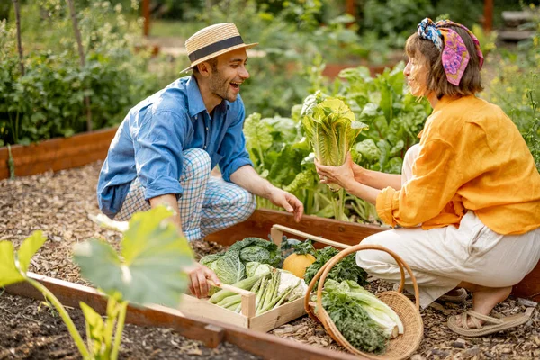 Man Woman Pick Fresh Lettuce Harvesting Local Grown Greens Vegetables —  Fotos de Stock