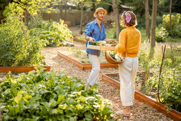 Two Young Adult Farmers Walk Together Freshly Picked Vegetables Harvesting —  Fotos de Stock