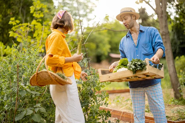 Two Stylish Farmers Harvesting Home Garden Standing Freshly Picked Vegetables — Stockfoto