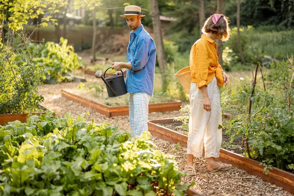 Young Couple Take Care Plants Growing Local Vegetables Home Garden — Stok fotoğraf