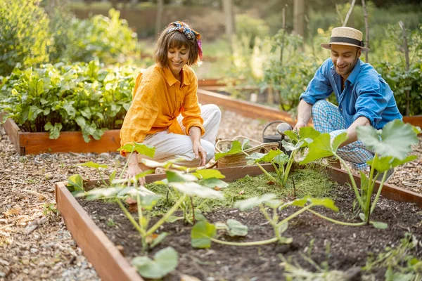 Man Woman Mulch Green Pumpkins Cutted Grass Vegetable Bed Home —  Fotos de Stock