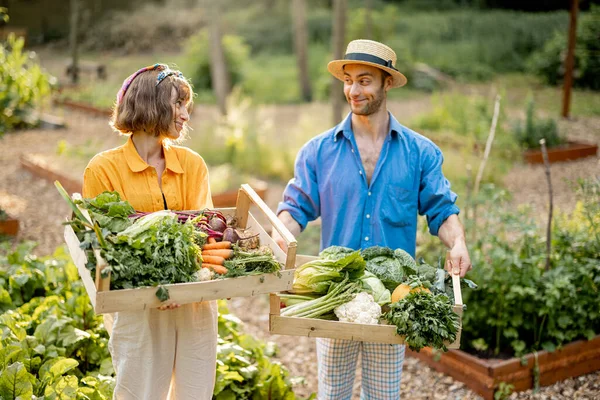 Portrait Two Cheerful Farmers Stand Together Boxes Full Freshly Picked —  Fotos de Stock