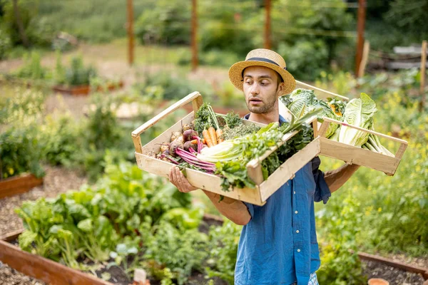 Portrait of handsome farmer in straw hat carrying on shoulder boxes full of freshly picked vegetables at farmland. Concept of organic local grown food
