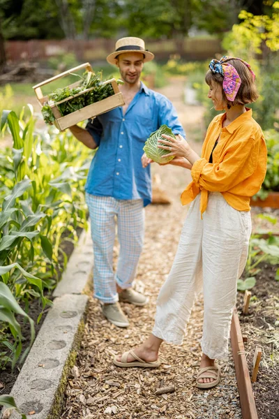 Two Young Adult Farmers Walk Together Freshly Picked Vegetables Harvesting —  Fotos de Stock