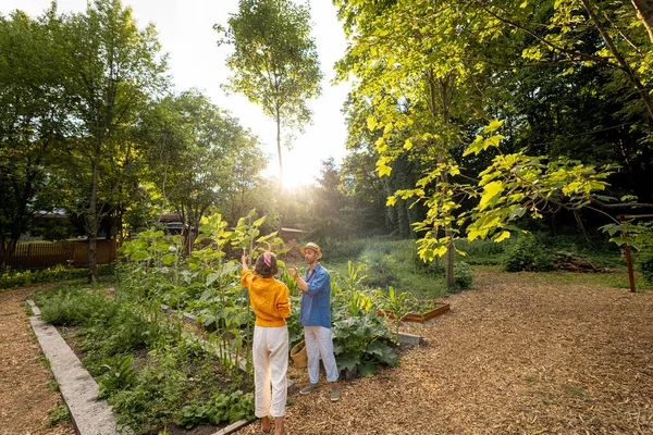 Mensen Thuis Tuin Tijdens Zonsondergang Weids Uitzicht Van Achteren Landbouwers — Stockfoto