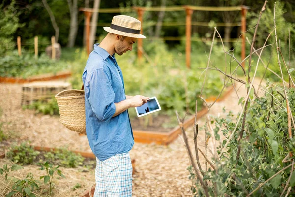 Man Using Digital Tablet While Working Farmer Vegetable Garden Concept — 스톡 사진