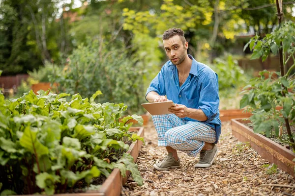Людина Використовує Цифровий Планшет Працюючи Фермером Овочевому Саду Концепція Сучасних — стокове фото
