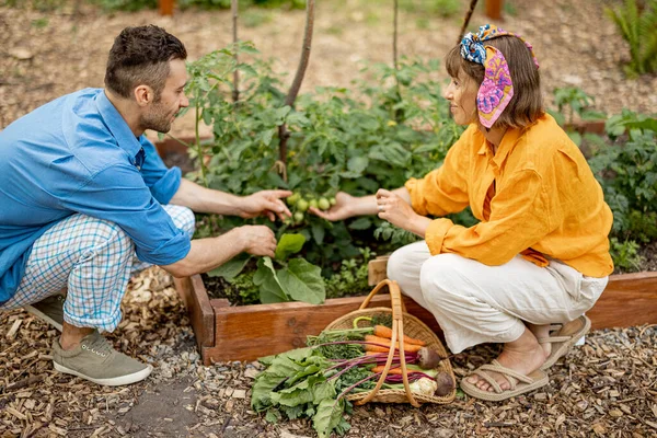 Young Couple Growing Cherry Tomatoes Harvesting Vegetables Home Garden Concept —  Fotos de Stock