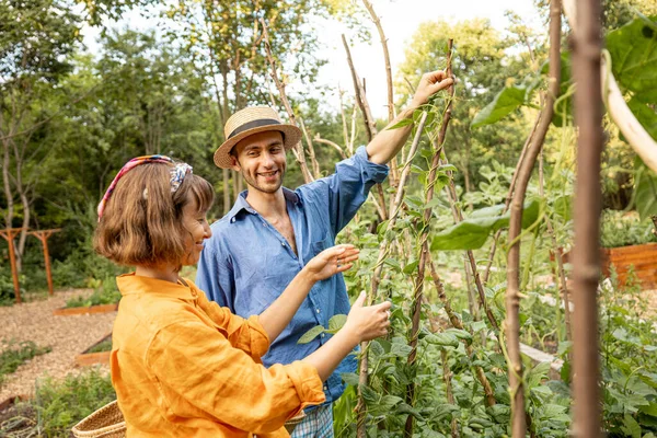 Hombre Mujer Encargan Las Judías Verdes Cultivando Comida Local Jardín —  Fotos de Stock