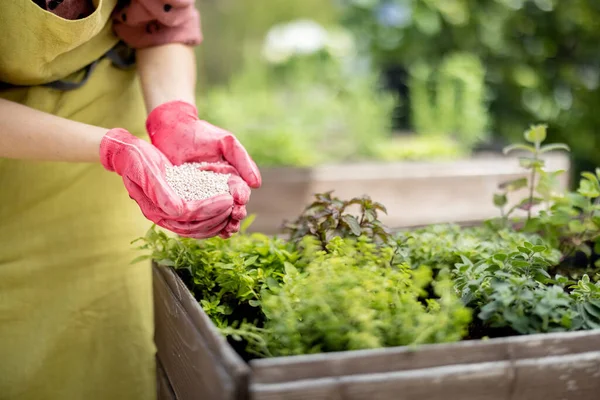 Gardener Holds Hands Mineral Fertilizing Home Garden Close Pink Gloves —  Fotos de Stock
