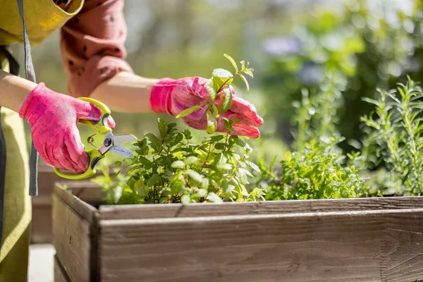 Gardener Cutting Spicy Herbs Scissors Growing Home Vegetable Garden Close —  Fotos de Stock