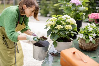 Kadın açık hava masasında demliğe ortanca dikmeden önce zemin hazırlıyor. Bahçecilik ve çiçekçilik kavramı