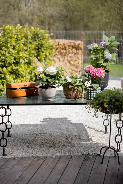 Table Hydrangea Flowers Pots Garden — Stok fotoğraf