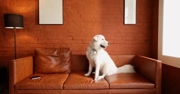 現代のアパートで革のソファに横たわってかわいい白い愛らしい犬 家でのMaremano Abruzzeseシープドッグの肖像 — ストック動画