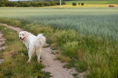 Adorable white dog walks on field. Maremmano-abruzzese italian sheepdog