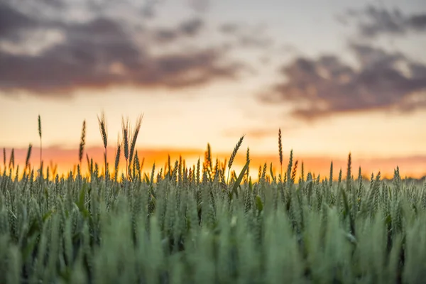 Green Wheat Growing Field Landscape View Sunset — Photo