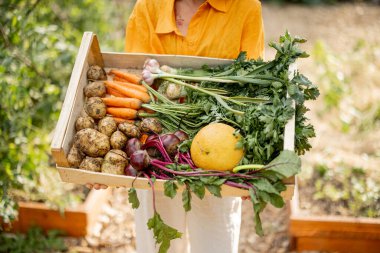 Farmer holds box full of freshly picked vegetables with leaves at farmland. Fresh potato, carrot, beetroot, celery and melon grown at local garden, close-up