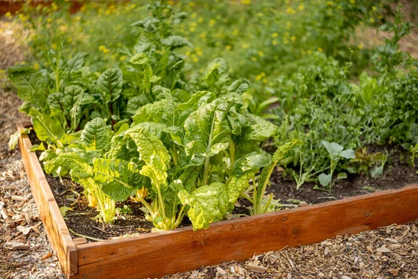 Fresh Lettuce Growing Vegetable Bed Home Garden — стоковое фото