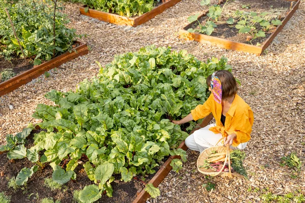 Mujer Joven Recoge Remolacha Cultivo Verduras Jardín Casa Concepto Comida —  Fotos de Stock