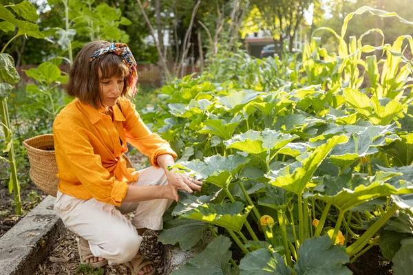 Young Woman Picks Zucchini Vegetable Garden Growing Organic Local Food — Foto de Stock