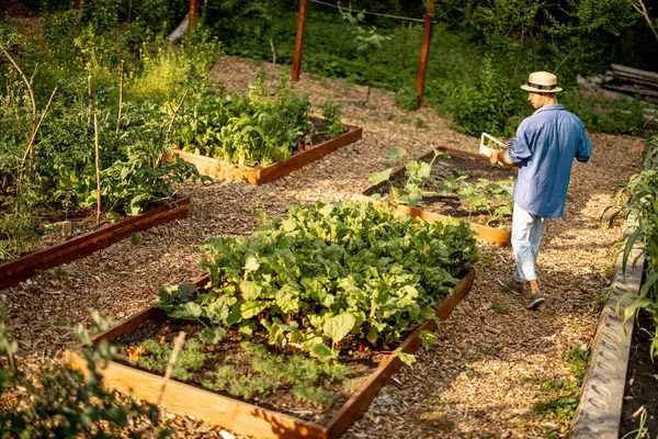 Hombre Camina Con Cosecha Entre Los Lechos Verduras Jardín Del —  Fotos de Stock