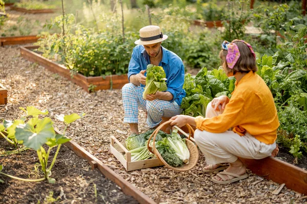 Мужчина Женщина Собирают Свежий Салат Собирают Зелень Овощи Домашних Огородах — стоковое фото