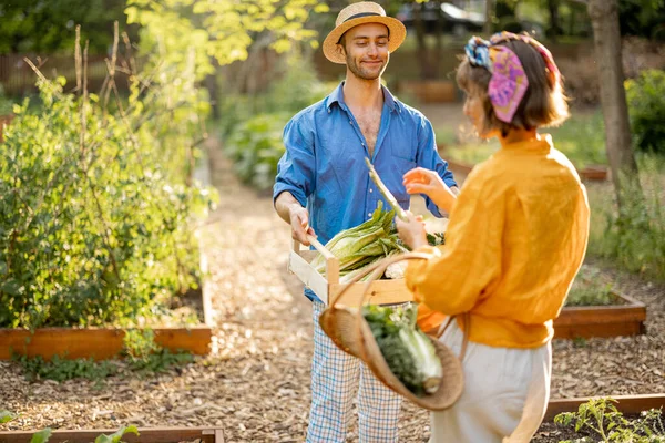 Two Young Adult Farmers Walk Together Freshly Picked Vegetables Harvesting —  Fotos de Stock