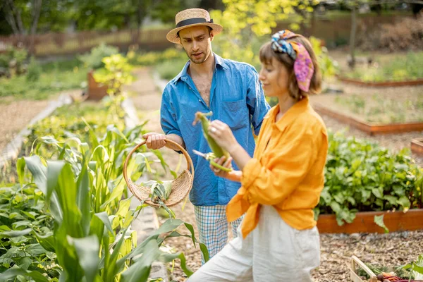 Чоловік Жінка Збирають Свіжу Кукурудзу Збираючи Місцеві Вирощені Овочі Домашньому — стокове фото