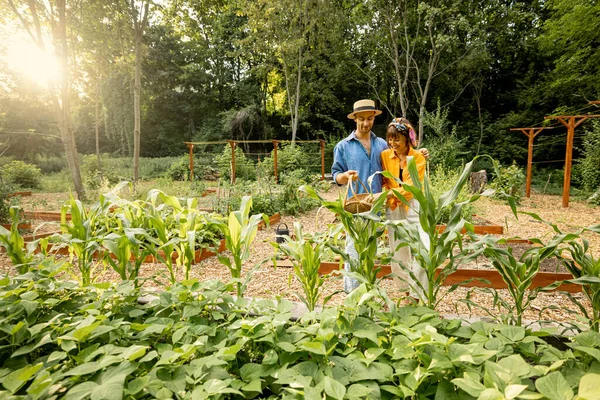 Чоловік Жінка Збирають Свіжу Кукурудзу Збираючи Місцеві Вирощені Овочі Домашньому — стокове фото